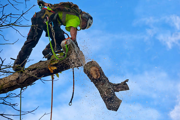 Harrison, AR Tree Removal Services Company